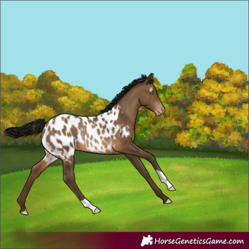 Horse Color:Gray Amber Champagne Appaloosa Rabicano 