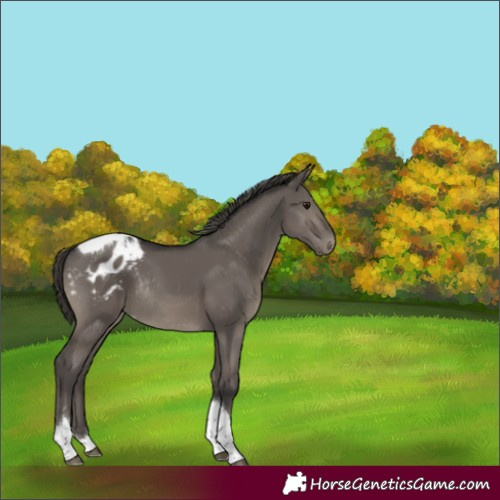 Horse Color:Smoky Grullo Tobiano Appaloosa Rabicano