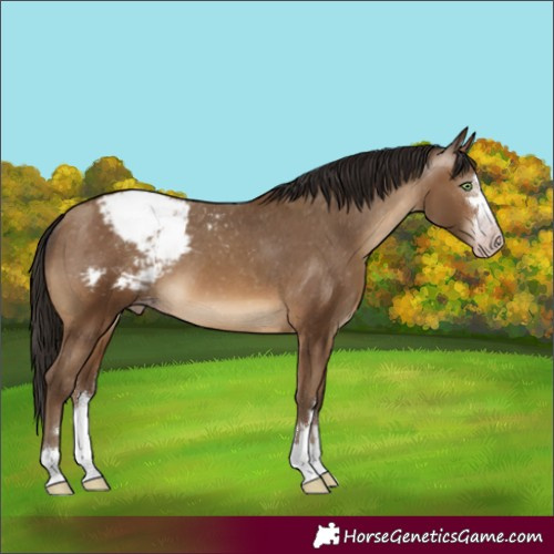 Horse Color:Gray Amber Champagne Varnish