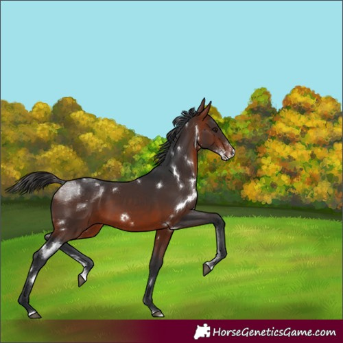Horse Color:White Spotted Brown Sabino
