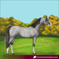 Horse Color:Unknown 