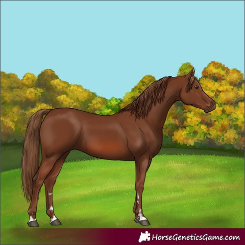Horse Color:Unknown 