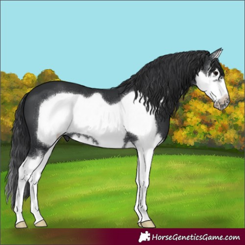 Horse Color:Black Sabino Splash Frame 