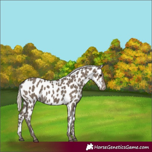 Horse Color:Silver Smoky Black Near Leopard 