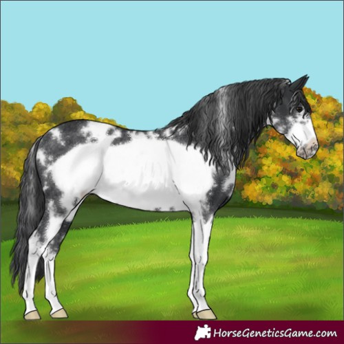 Horse Color:White Spotted Black Sabino Frame Rabicano 