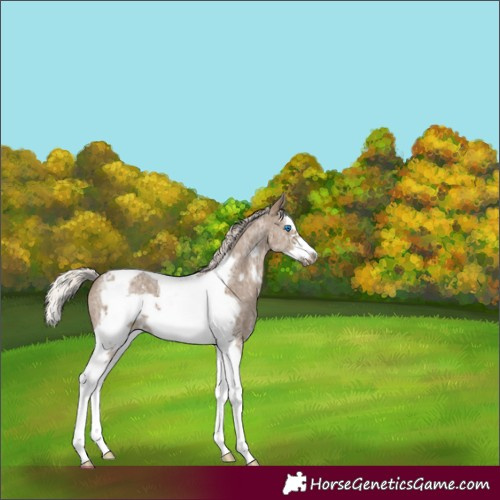 Horse Color:Silver Grullo Sabino Splash Tobiano Frame Appaloosa 
