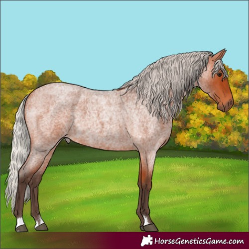 Horse Color:Silver Bay Roan