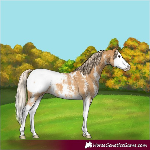 Horse Color:Palomino Sabino Splash Snowcap 
