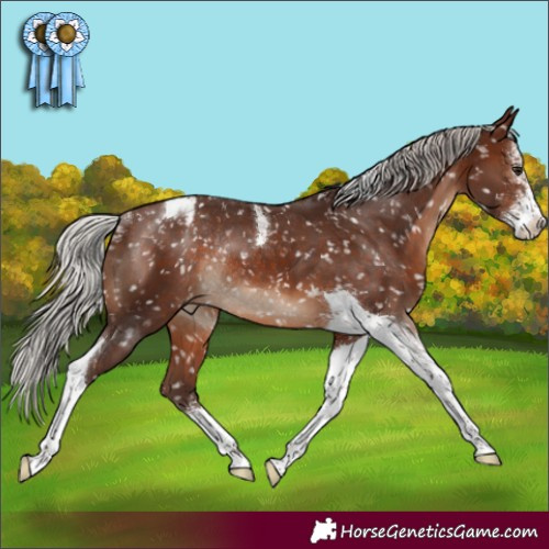 Horse Color:Silver Brown Sabino Tobiano Appaloosa Rabicano 