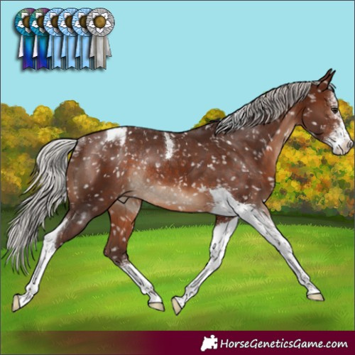 Horse Color:Silver Brown Sabino Tobiano Appaloosa Rabicano 