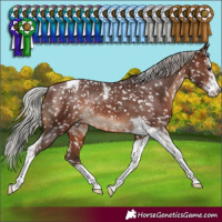 Horse Color:Silver Brown Sabino Tobiano Snowcap Rabicano