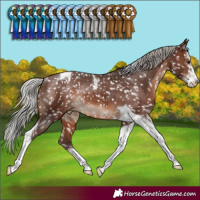 Horse Color:Silver Brown Sabino Tobiano Appaloosa Rabicano