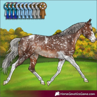 Horse Color:Silver Brown Sabino Tobiano Appaloosa Rabicano 