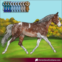 Horse Color:Silver Brown Sabino Tobiano Appaloosa Rabicano 