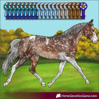 Horse Color:Silver Brown Sabino Tobiano Snowcap Rabicano 