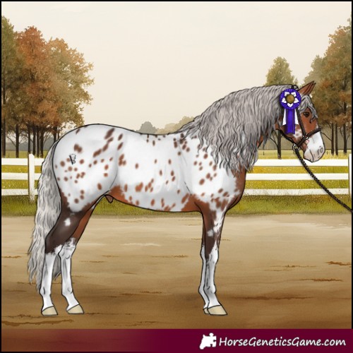 Horse Color:White Spotted Silver Brown Appaloosa 