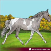 Horse Color:Silver Blue Roan Tobiano Appaloosa 