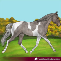 Horse Color:Silver Blue Roan Tobiano Appaloosa 