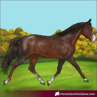 Horse Color:Liver Chestnut Sabino Appaloosa Rabicano
