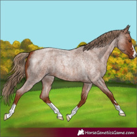 Horse Color:Red Roan 