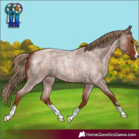 Horse Color:Red Roan
