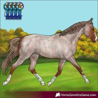 Horse Color:Red Roan