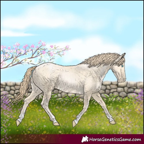 Horse Color:Buckskin Pearl Sabino