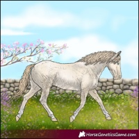 Horse Color:Buckskin Pearl Sabino 