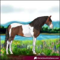 Horse Color:Bay Sabino Tobiano