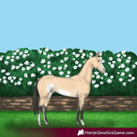 Horse Color:Buckskin Sabino Frame