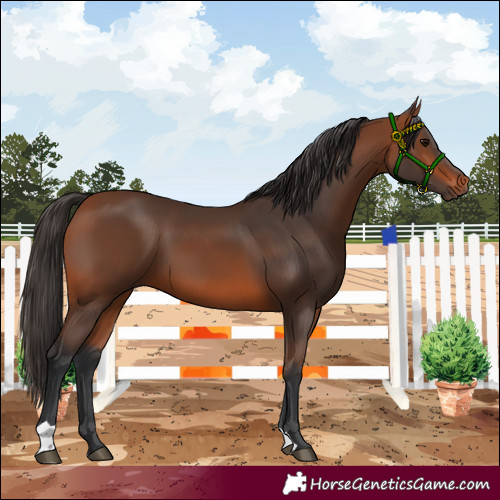 Horse Color:Bay 
