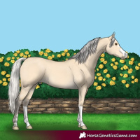 Horse Color:Silver Buckskin Dun 