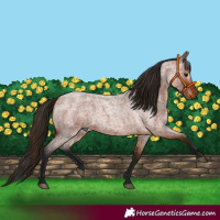Horse Color:Gray Bay Roan 