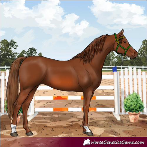 Horse Color:Chestnut 
