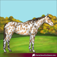 Horse Color:Buckskin Appaloosa 