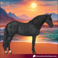 Horse Color:Black 