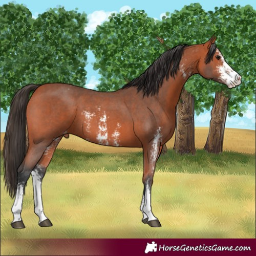 Horse Color:Bay Sabino Appaloosa 