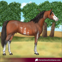 Horse Color:Bay Sabino Varnish 