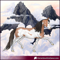 Horse Color:Bay Roan Splash Frame 