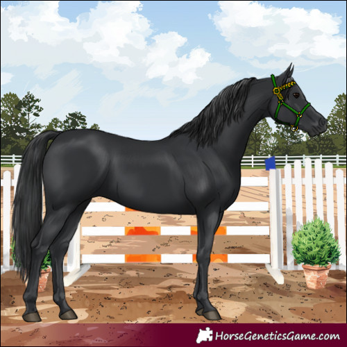 Horse Color:Black 