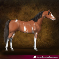 Horse Color:Bay Sabino Tobiano