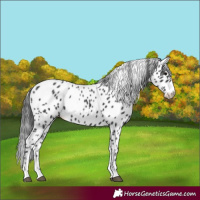 Horse Color:Black Appaloosa 