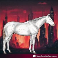 Horse Color:Chestnut Appaloosa 