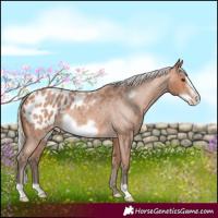 Horse Color:Silver Bay Roan Frame Appaloosa 