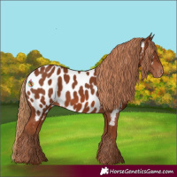 Horse Color:Chestnut Near Leopard