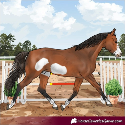Horse Color:Bay Frame 