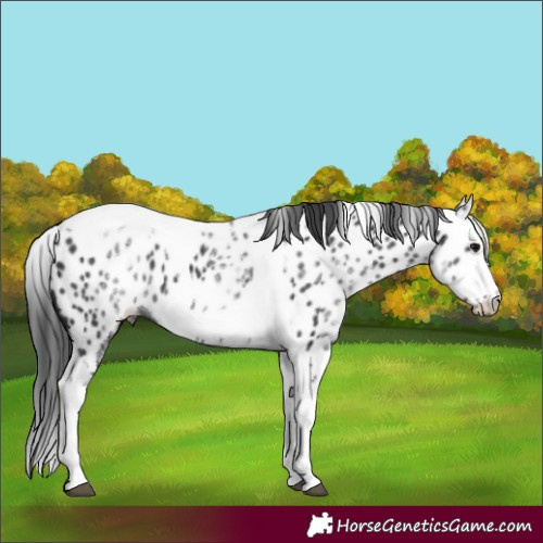 Horse Color:White Spotted Black Splash Tobiano Frame Near Leopard 