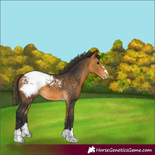 Horse Color:Buckskin Snowcap 