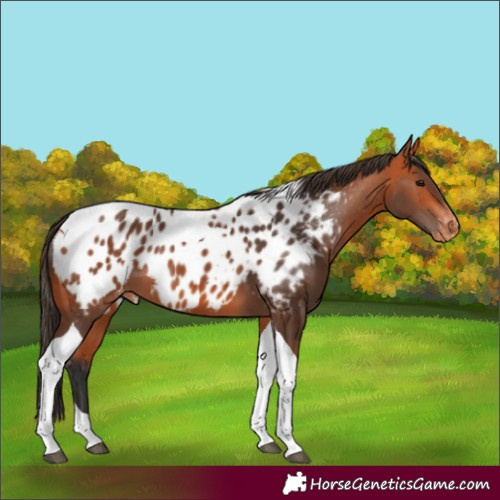 Horse Color:Bay Tobiano Appaloosa 