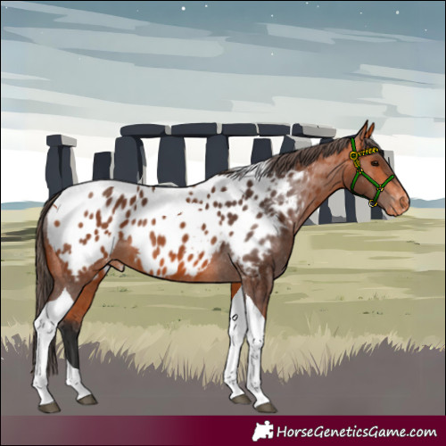 Horse Color:Bay Tobiano Appaloosa 